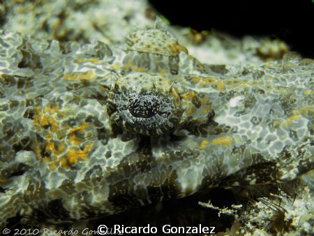 House Reef, Mabul Island. No strobes used. by Ricardo Gonzalez 