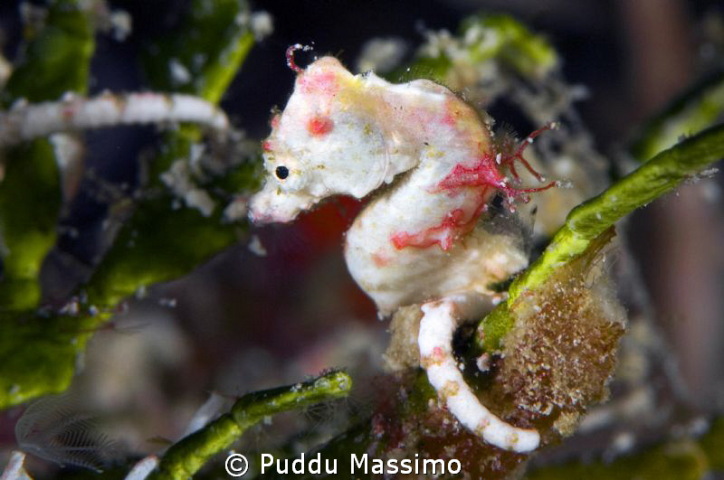 wakatobi,nikon d2x 105mm macro by Puddu Massimo 