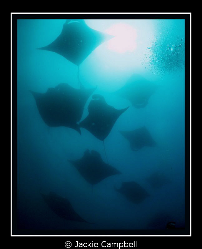 Manta wallpaper.....
Canon s90, inon fisheye lens . Shot... by Jackie Campbell 