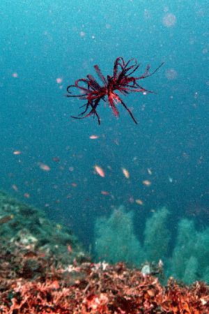Crinoide en déplacement - Philippines by Philippe Brunner 