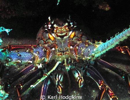 Cray fish tentacles by Karl Hodgkins 