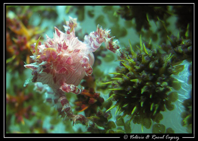 Hoplophrys oatesii by Raoul Caprez 