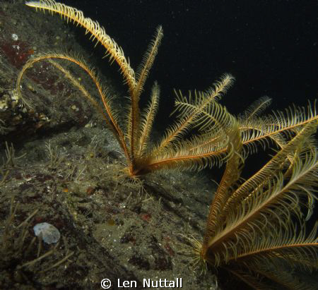 Taken with Sea&Sea DX-G1 with 110A Strobes.  F8/250 ISO 200. by Len Nuttall 