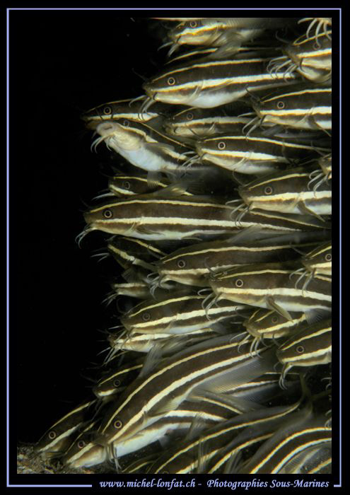 Cat Fishes on the move... in the waters of Lembeh Strait.... by Michel Lonfat 