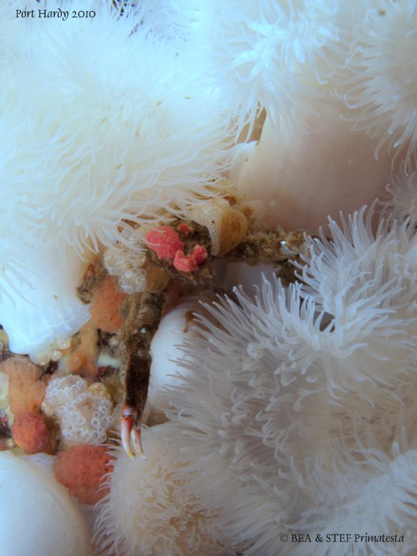 Decorator crab in white bed. by Bea & Stef Primatesta 