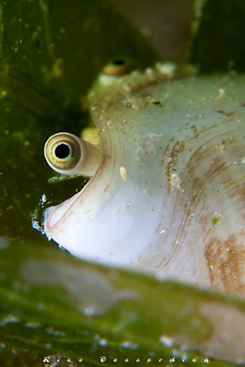 A close view to a shell :-) by Rico Besserdich 