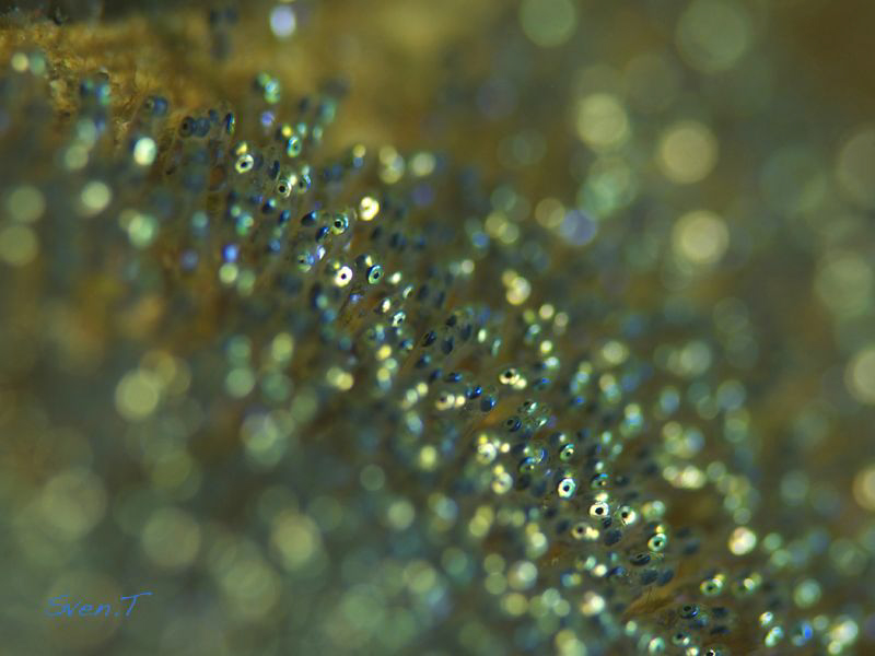 Clownfish eggs by Sven Tramaux 