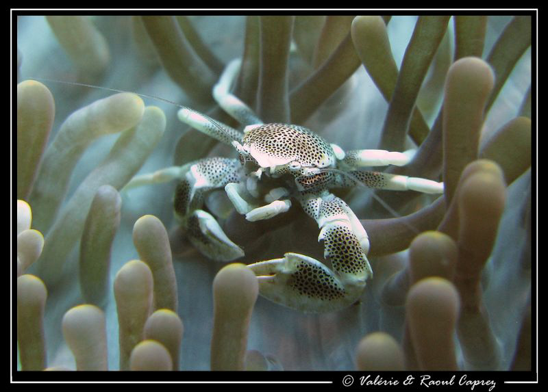 Neopetrolisthes maculatus by Raoul Caprez 