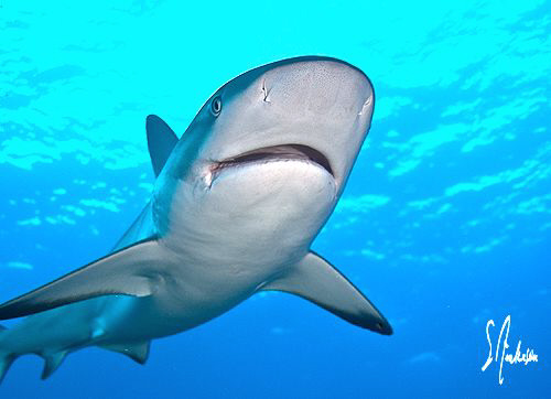 A friendly and curious Reef Shark at Ginormous - Bahamas by Steven Anderson 