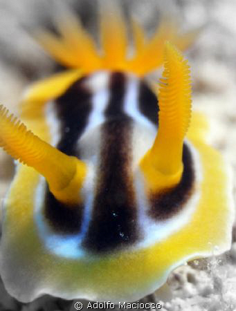 Chromodoris Africana by Adolfo Maciocco 