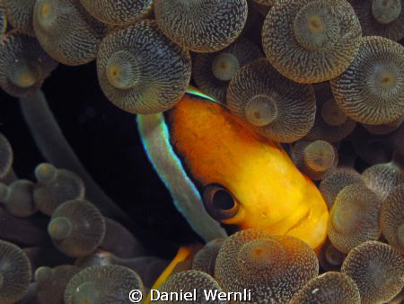Don't stare at me like that, I'm shy! by Daniel Wernli 