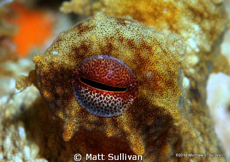 Ocotpus Eye by Matt Sullivan 