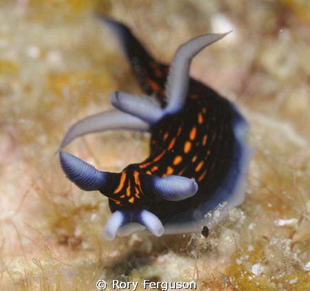 slender roboastra,  crop and resize only by Rory Ferguson 