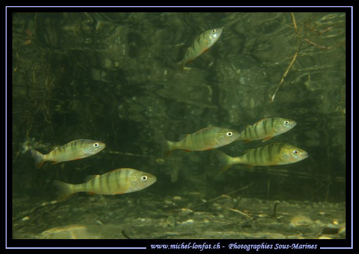 Perches on the hunt.... Great dive in a beautiful pound n... by Michel Lonfat 
