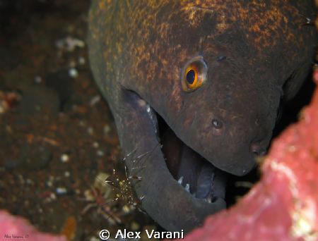 Gymnotorax Javanicus with shrimp by Alex Varani 