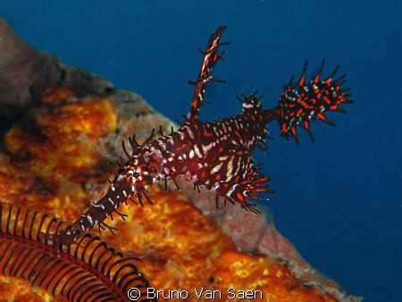 Ghost Pipe Fish by Bruno Van Saen 