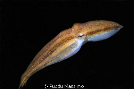 lembeh strait,nikon d2x 60mm macro,night cive by Puddu Massimo 