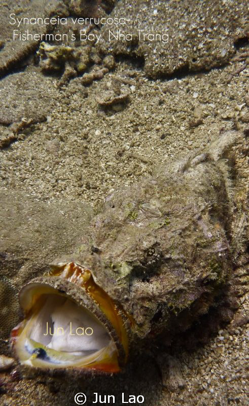 Stonefish yawn... just like a frogfish by Jun Lao 