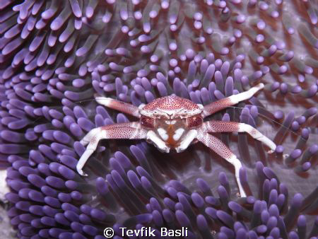 in this photo Malaysia(sipadan) my kit sea&sea dx-2g 
de... by Tevfik Başlı 