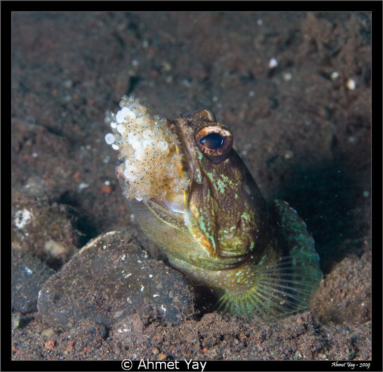 jowefish with her eggs (or childen) by Ahmet Yay 