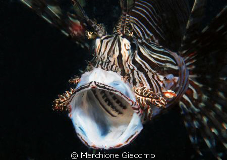The lion roar
Nikon D200 , 60 micro, twin strobo
Lembeh... by Marchione Giacomo 