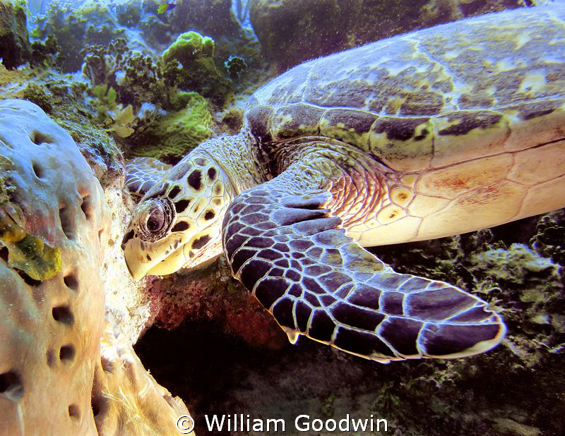 Big Hawksbill with lighting from below ... Cayman Brac, 3... by William Goodwin 