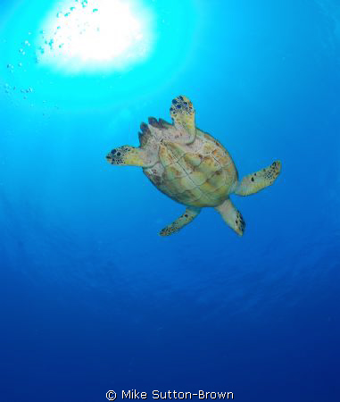 Hawksbill Turtle, Grand Cayman by Mike Sutton-Brown 