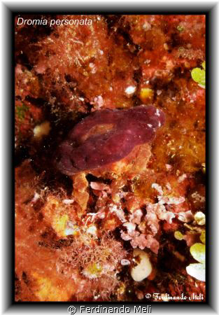 A nice crab Dromia personata whit above a sponge for  hid... by Ferdinando Meli 