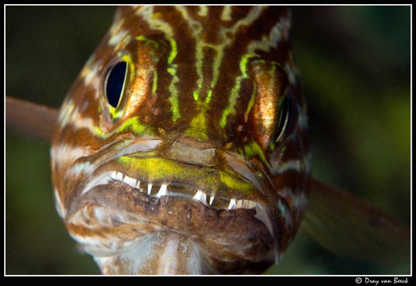 look mean...and maybe they go away... by Dray Van Beeck 