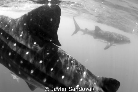 2 whale sharks by Javier Sandoval 