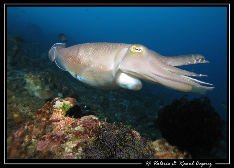 Full power :-) by Raoul Caprez 