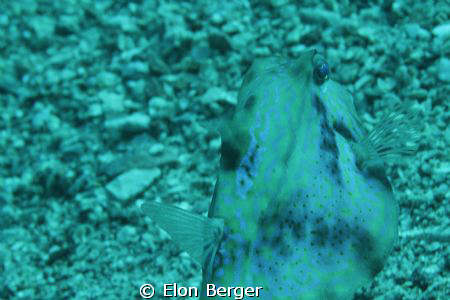 Taken off the coast of Eilat at roughly 15 meters. by Elon Berger 