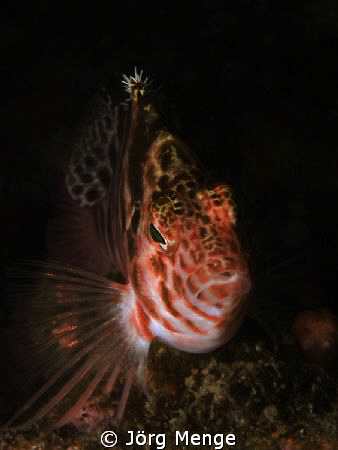 Threadfin Hawkfish by Jörg Menge 