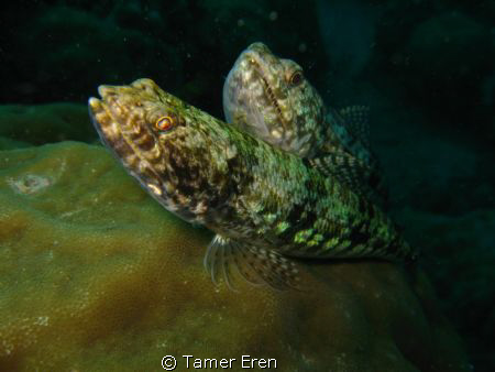 House Reef, Mabul Island by Tamer Eren 