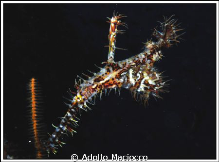 Ornate Ghostpipefish. by Adolfo Maciocco 