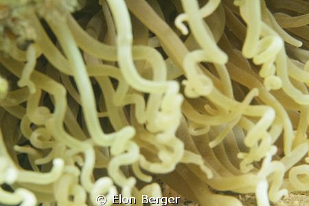 Anemone by Elon Berger 