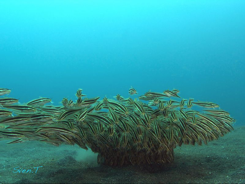 Striped catfish formation by Sven Tramaux 