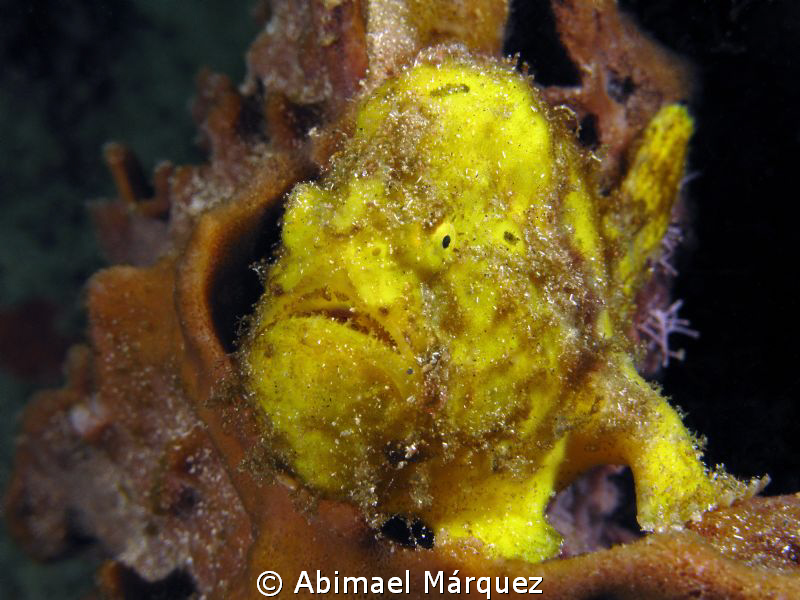 Frogfish by Abimael Márquez 