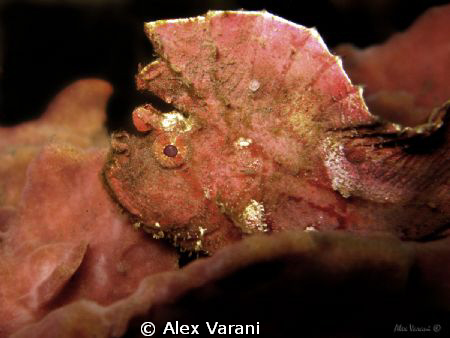 Teniaonoths triacanthus by Alex Varani 