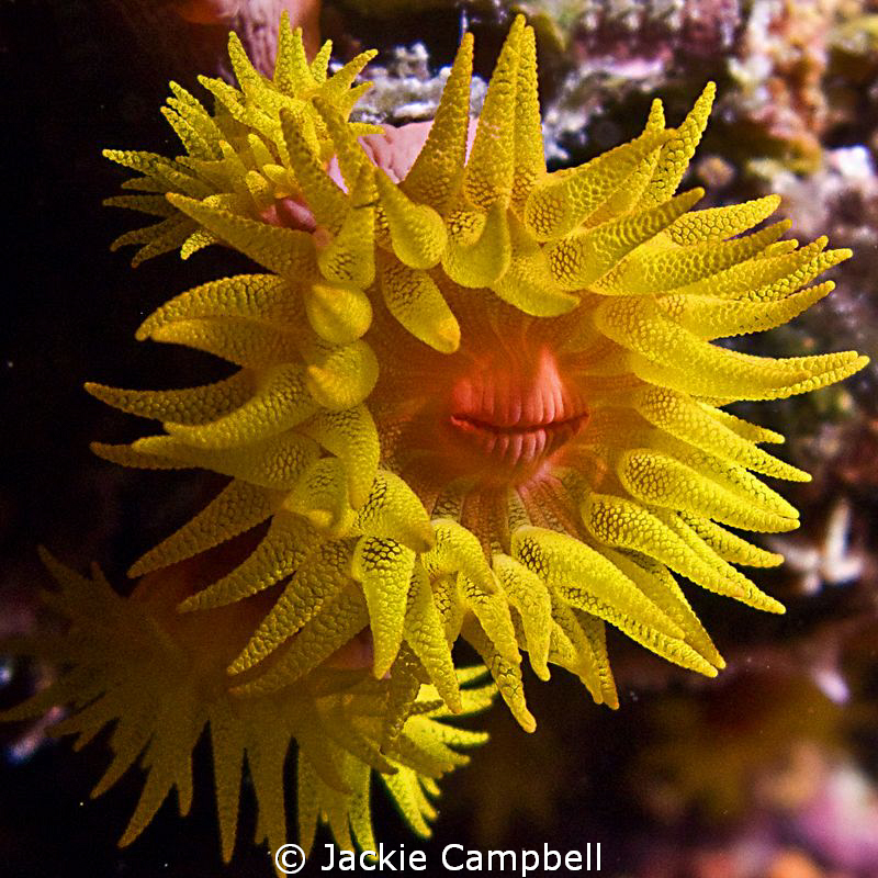 Smile !!
Canon G9 and internal flash. by Jackie Campbell 