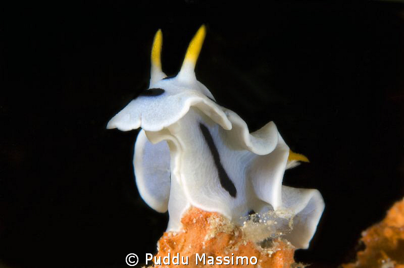 wakatobi,nikon d2x 60mm macro by Puddu Massimo 