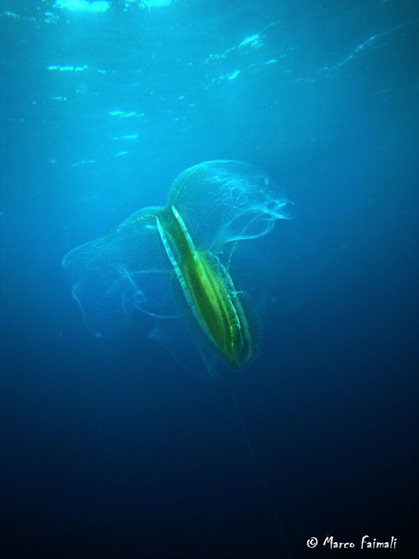 ...one delicate gelatinous comb jelly...(Leuchothea multi... by Marco Faimali 