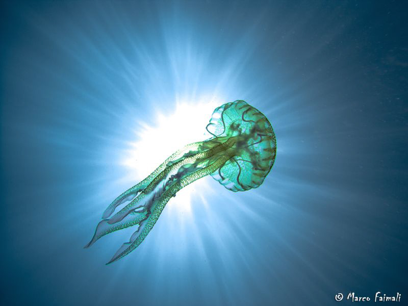 ....jellyfish against the sun...(Pelagia noctiluca)

(C... by Marco Faimali 