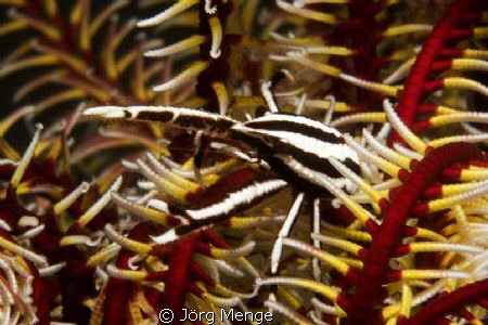 Elegant Squat Lobster by Jörg Menge 