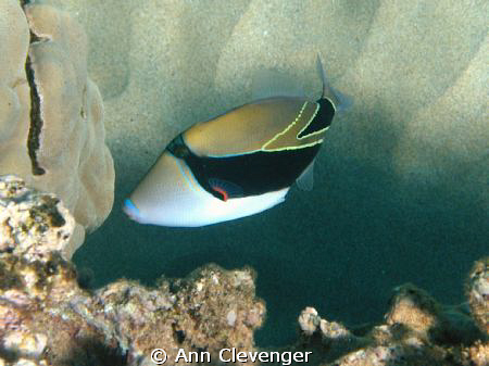 "Humuhumu" the State fish of Hawaii.  Taken in Napili Bay... by Ann Clevenger 