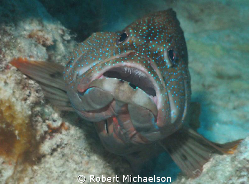 Cleaning Station. I think the teeth are interesting by Robert Michaelson 