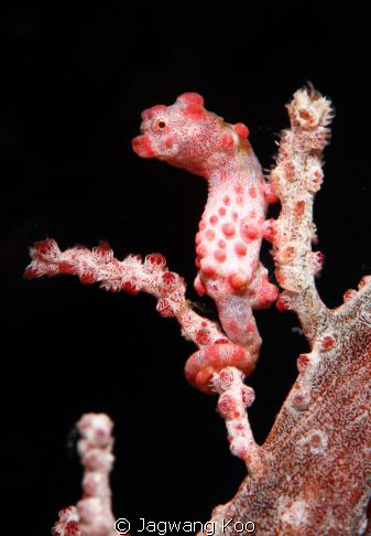 pigmy seahorse of red color by Jagwang Koo 