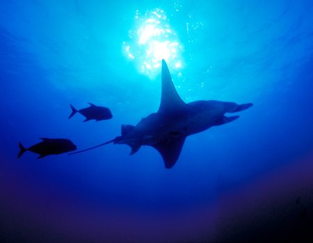 Manta Ray, San Benedicto Island (Nikon F4, 18mm/3.5, Aqua... by Andrew Dawson 