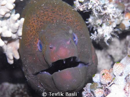 This Picture in KAPALAİ by Tevfik Başlı 