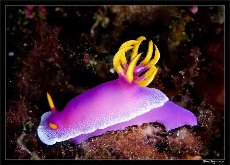 Hypselodoris bullockii by Ahmet Yay 